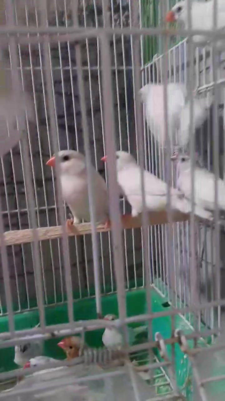 طيور حب وفناجس عادية وهاف اورنج مكاني حديثة منطقة الثمانية


**إذا كنت صاحب هذا الإعلان وتريد حذفه لأي سبب، رجاءا أرسل رسالة إلى الدعم الفني**