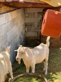 سانين • ٧ أشهر • جاهز للتزاوج