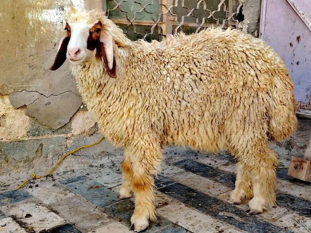 ابهم الببع شرط صحاء اسمان اكالات العدد 4 مكاني نجف الاستفسار ع رقم ***********
