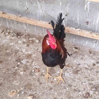 ديك ودجاجة • شهربان • بيهن مجال