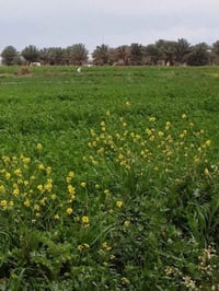 ٦٠ دونم • خان بني سعد بعقوبة • سند ٢٥