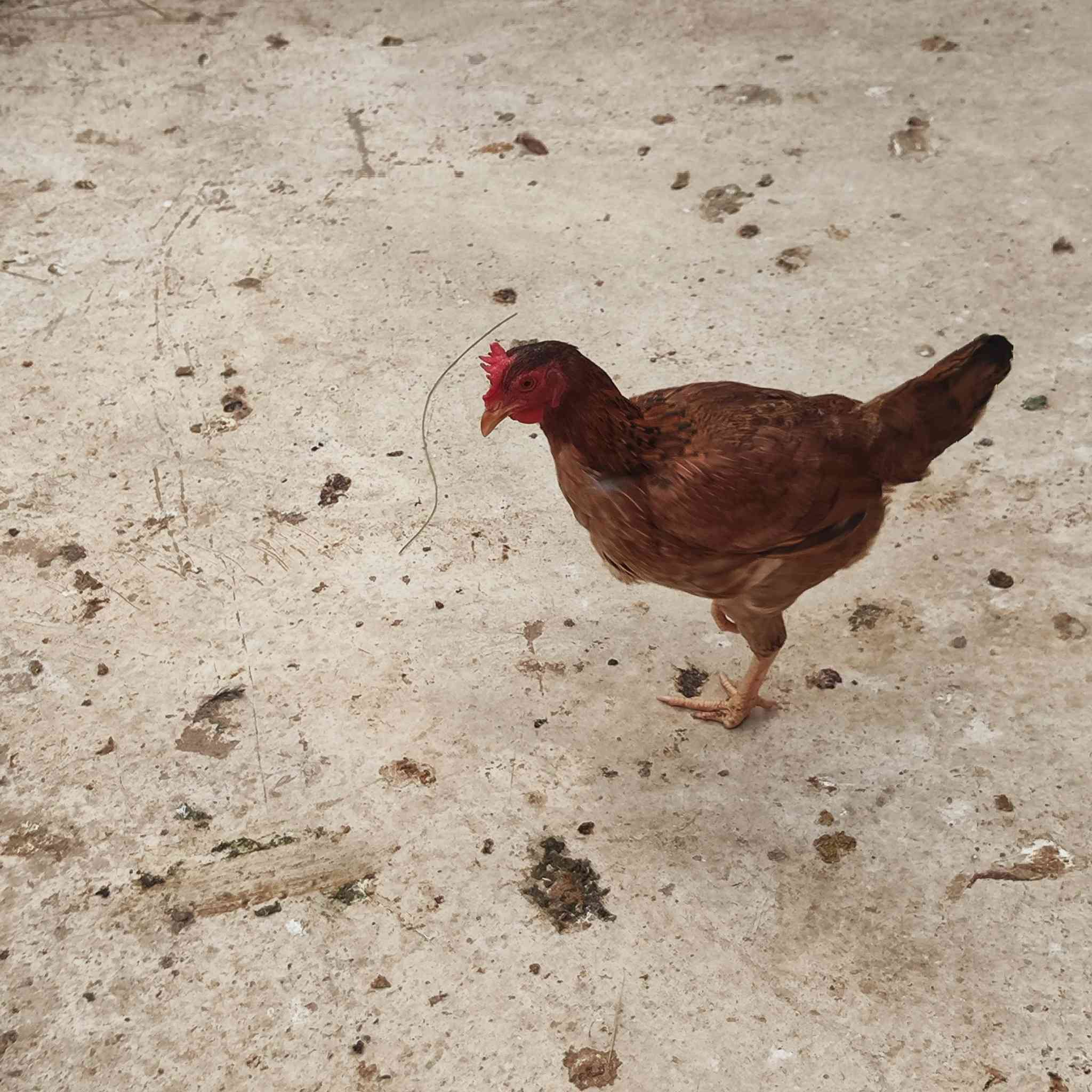 سلام عليكم شباب متاح  ديج و دجاجه  للبيع سعرهن  27 وبيهن مجال قليل  مكاني شهربان
***********
