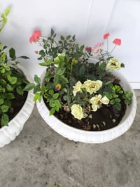 زهور • مميزة • رخيصة
