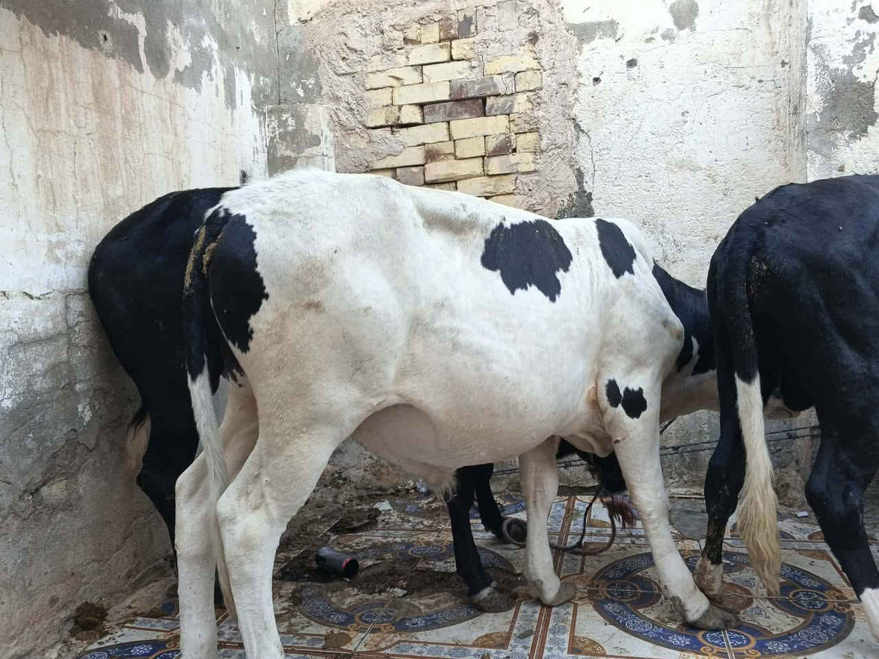 عجول البيع عدد 3 سمان سعر الواحد مليون 350 وبيهن مجال مكان عماره على الحولي قرب محطه مال بيت حجي مخيلف 
***********
