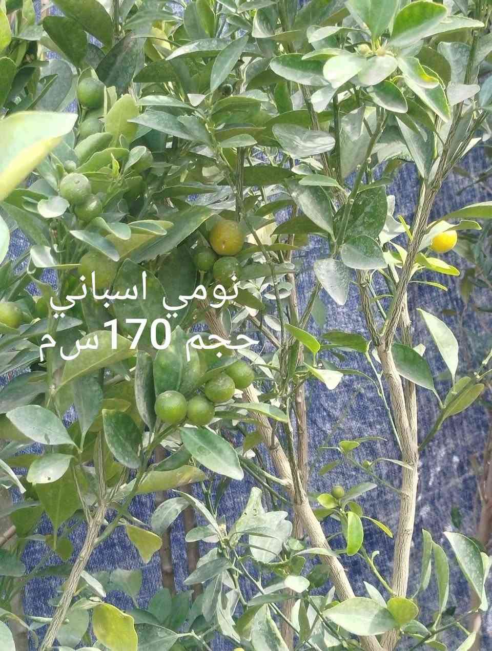 السلام عليكم
متوفر انواع اشجار الحمضيات 
وأشجار  الفواكه 
ورود زينة 
اتصال.    ***********
واتساب ***********
