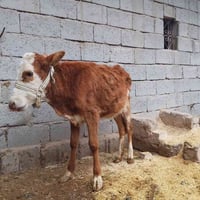 للبيع حوليه ناصحا واچاله عمرها 8 اشهر السعر 820 وبيها مجال هاتف،/07806...