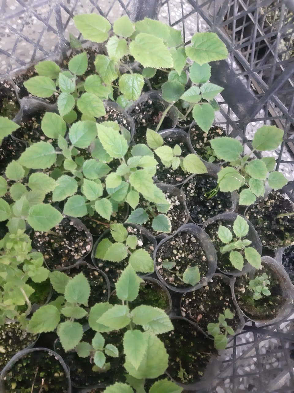 🌳 قريباً في مشتل الشاهين الزراعي 🌳

شتلات شجرة البولونيا صنف SH01 المتميزة ستكون متوفرة قريباً بإذن الله.

هذا الصنف من أفضل أصناف البولونيا التي أثبتت نجاحها وتحملها للظروف الحارة في العراق بعد التجربة، وهو مناسب للزراعة في الحدائق والمزارع والمشاريع الاستثمارية.

✨ مميزات بولونيا SH01:
✔ نمو سريع جداً مقارنة بمعظم الأشجار
✔ تتحمل الحرارة والظروف البيئية القاسية
✔ أوراق كبيرة تساعد على امتصاص ثاني أوكسيد الكربون وتنقية الهواء
✔ خشب عالي الجودة وخفيف الوزن يدخل في صناعات عديدة
✔ شجرة ظل ممتازة وتعطي منظراً جمالياً رائعاً

🌱 الشتلات ستكون متوفرة قريباً بكميات محدودة، لذلك ندعو الراغبين بالحجز المسبق إلى التواصل معنا.

📍 مشتل الشاهين الزراعي
الفرع الأول: بغداد – الدورة، الشارع المقابل لعلوة الرشيد قرب شركة دجلة للمشروبات الغازية خلف منطقة أبو دشير
📞 ***********

الفرع الثاني: بغداد – أبو غريب، خلف بانزين خانة جوهرة العدنان
📞 ***********

🌿 مشتل الشاهين الزراعي – ثقة وجودة في الشتلات المميزة.
للحجز أو الاستعلام مراسله الصفحه أو الاتصال بالأرقام بالمنشور
