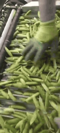 � إعلان مكائن تقشير وتفليق الباقلاء  🔥 مكائن تقشير الباقلاء متوفرة الآ...