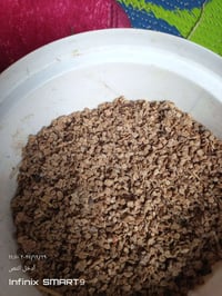 بر طماطه مبكر +الميس+البشره البيضه  التواصل 07859299601