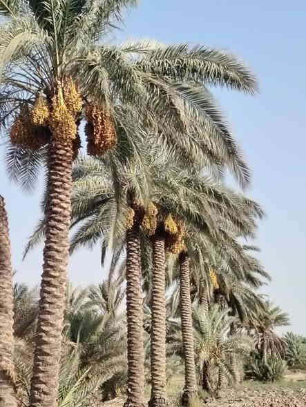 أرض زراعية للبيع مساحة ٢ دونم واجهه ٤٩ متر نزال ١٠٤ متر مباشرتا على البزل على طريق الزوار طريق الرابط بين العلوية شريفة سلام الله عليها وطوريج تنزل عن الشارع العام تقريبا ٣٠٠ متر تحتوي على ٢٥ نخلة نشوات زهدي حمالات كما مبين بالصور وايضا على ١٢ نخله عاليه زهدي وعلى نخلتين نشوات نوع دگل وعلى ١٥ تاله نوع نيرسي /بربن /مكتوم /جوزي
سقي ماء سيح... وايضا واصله كهرباء بظهر الأرض 
سعر الدونم 72مليون وبيه مجال الشراي يتصل ويدلل 
*********** واتساب
***********
