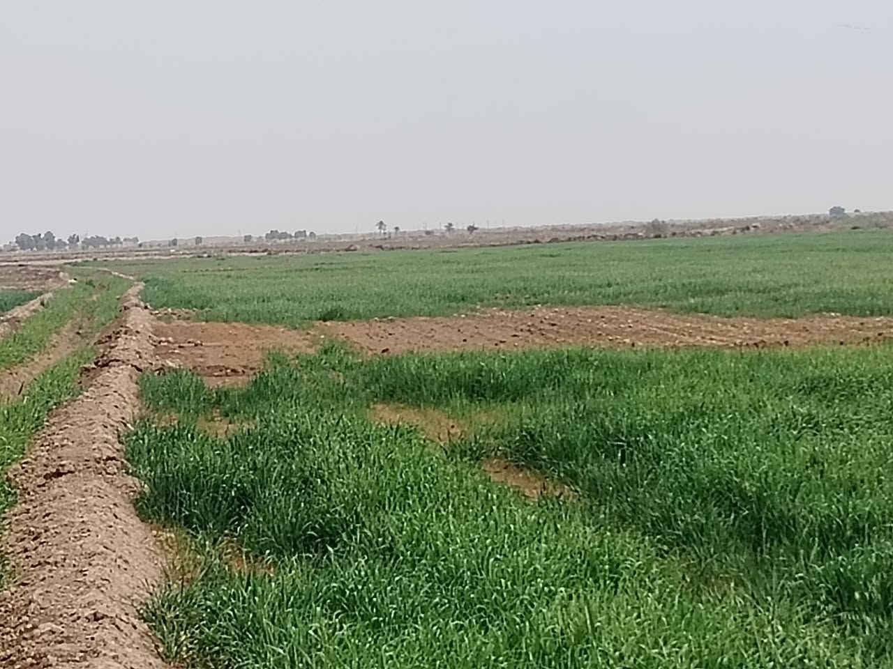 شروه للبيع المساحه ٤٠ دونم
طريق سيد أحمد
الساده ال مير اتصل وتدلل
***********
