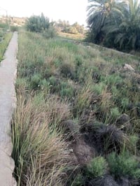 قطعه خلف المنتزه حي لمهندسين 360 متر طابو سند 25 زراعي مقابيل مجمع الر...