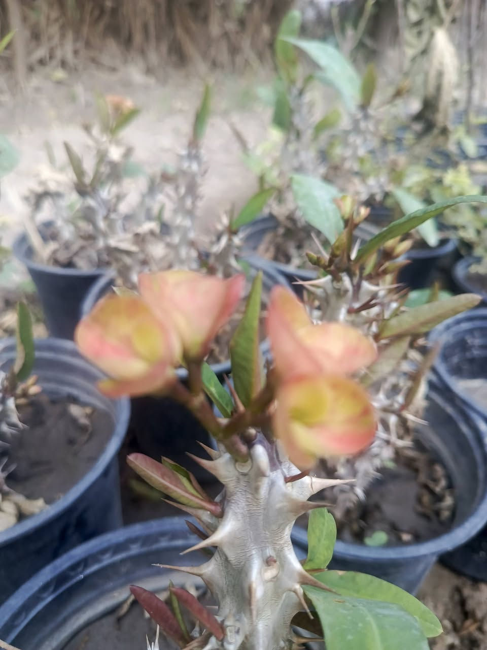 شوكة المسيح 
للحجز والطلب يرجى المراسلة 
توصيل فقط المسيب __كربلاء __حله___بغداد


**إذا كنت صاحب هذا الإعلان وتريد حذفه لأي سبب، رجاءا أرسل رسالة إلى الدعم الفني**