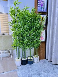 اشجار بامبو • ٥ غصان • ابي الخصيب