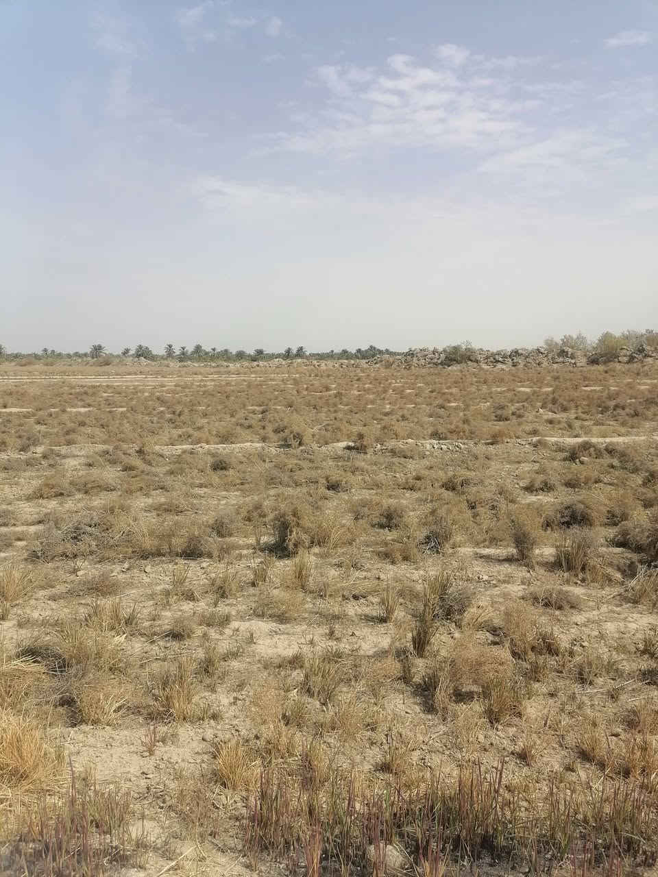 ١٠٠ الدونم طابو زرعي ٢٥ سند *********** عله طريق السنيه اول جسر وطب بل فرع التبليط ملأت الساده الرحمن خدمات كامله تريد نص ابيع كلهن سعره الدونم ٧ وبيه مجال عن التبليط الفرعي ٣٠٠ متر وعن الشارع العام كيلو ٣ ***********
