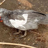 فحل • رصاسي • دجاجات