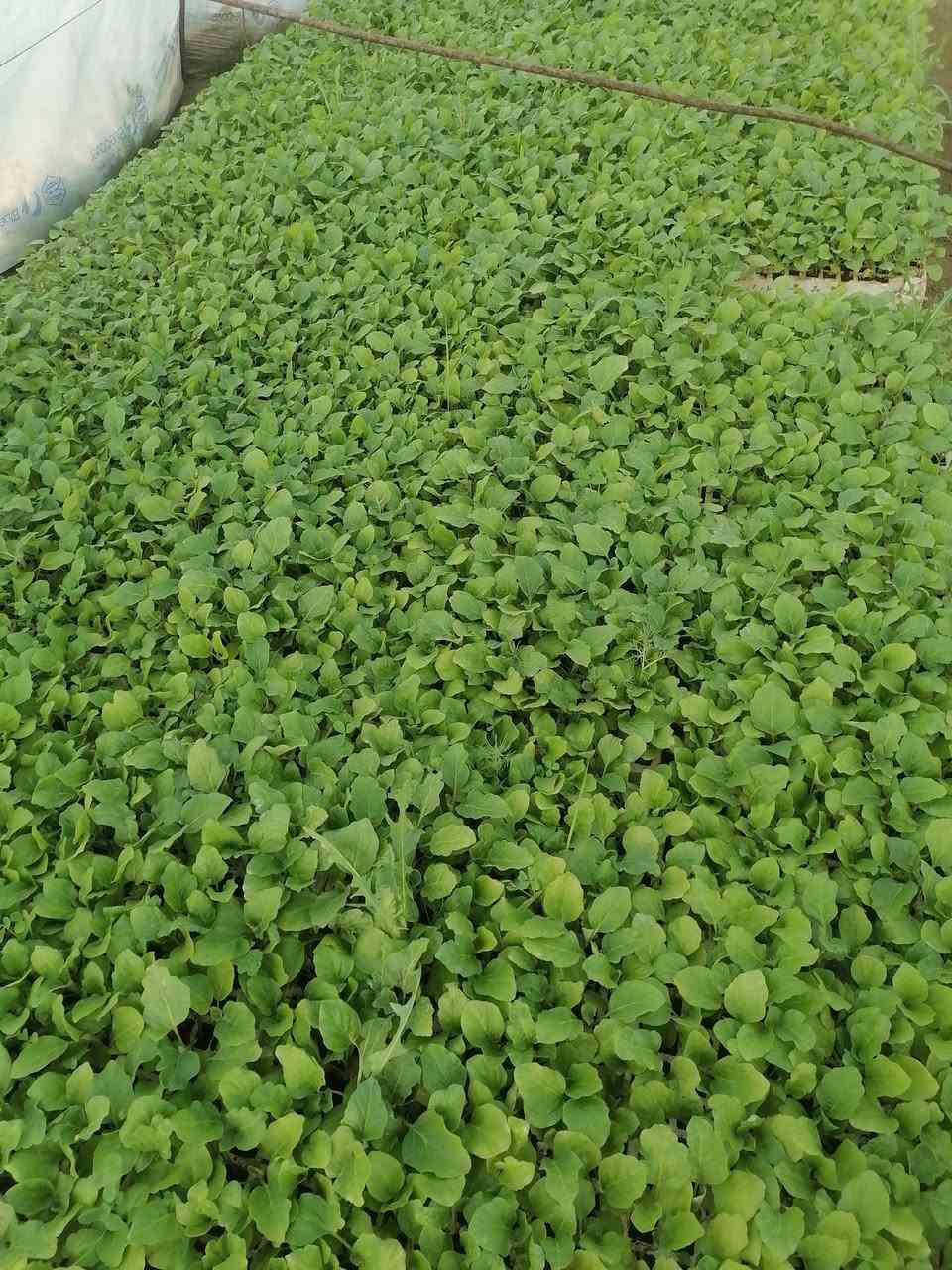 السلام عليكم يتوفر بدايات طماطه باذنجان فلفل حار فلفل بارد في مشتل الرحمن العنوان محموديه مقابل معمل البسكت الحمراء اهلا وسهلا ***********
