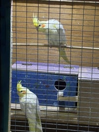 زوج كوكتيل • نضافه وصحى • القرنه الشرش