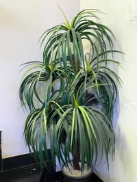 زوج أشجار • حديقة