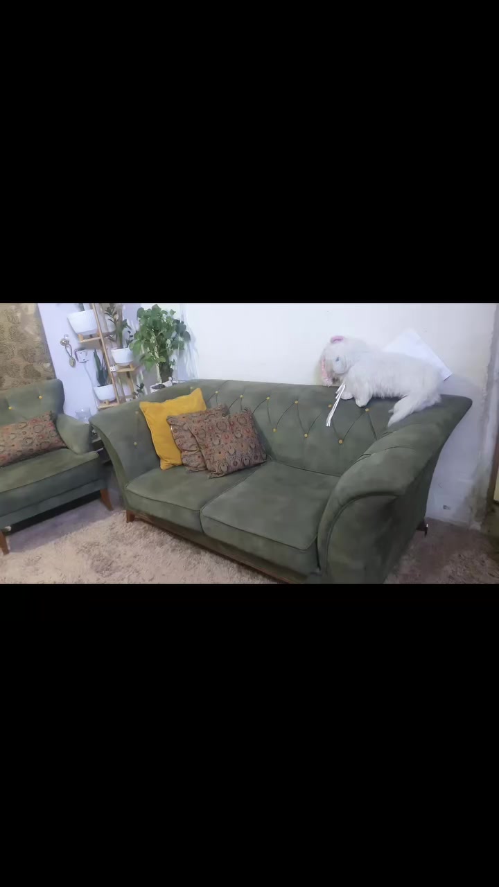 تخم تسكام بيع مستعجل قفل ٢٥٠ مع طبله وسطيه وثنين اصغار ***********
