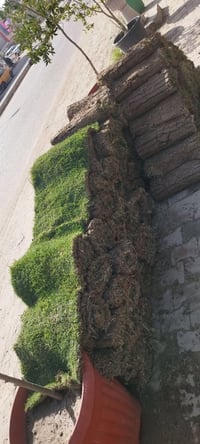 قبل هندي • تجهيز حدائق • كورنيش الديوانية