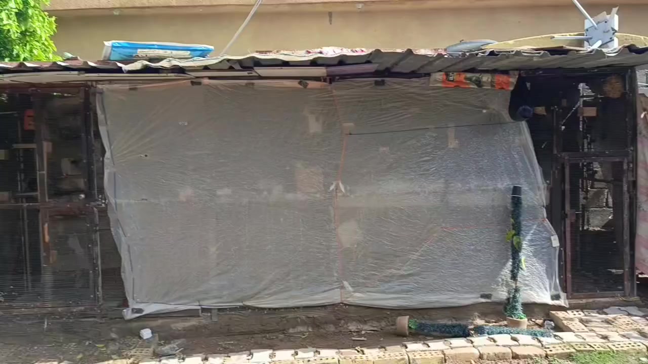 محميه   طول 5 ونص 
العرض  الحالي متر ونص    يتغير العرض حسب  الستخدامه   الرتفاع. سنتر واحد مترين 
السقف چينكو مغلون  ثقيل 
شبك مغلون  ومال فناجس  ثقيل. 
 سعر 500 وبيه مجال 
***********
