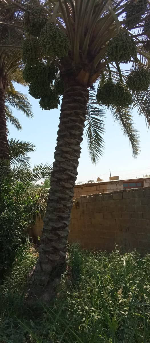 ياالله السلام عليكم
تتوفر امايات برحي حر للبيع 
اليرقب بشراء عنوان واسط الصويره 
***********///***********
 @
