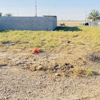 بهرز ابو الكرم • ١٠٠م • زراعي