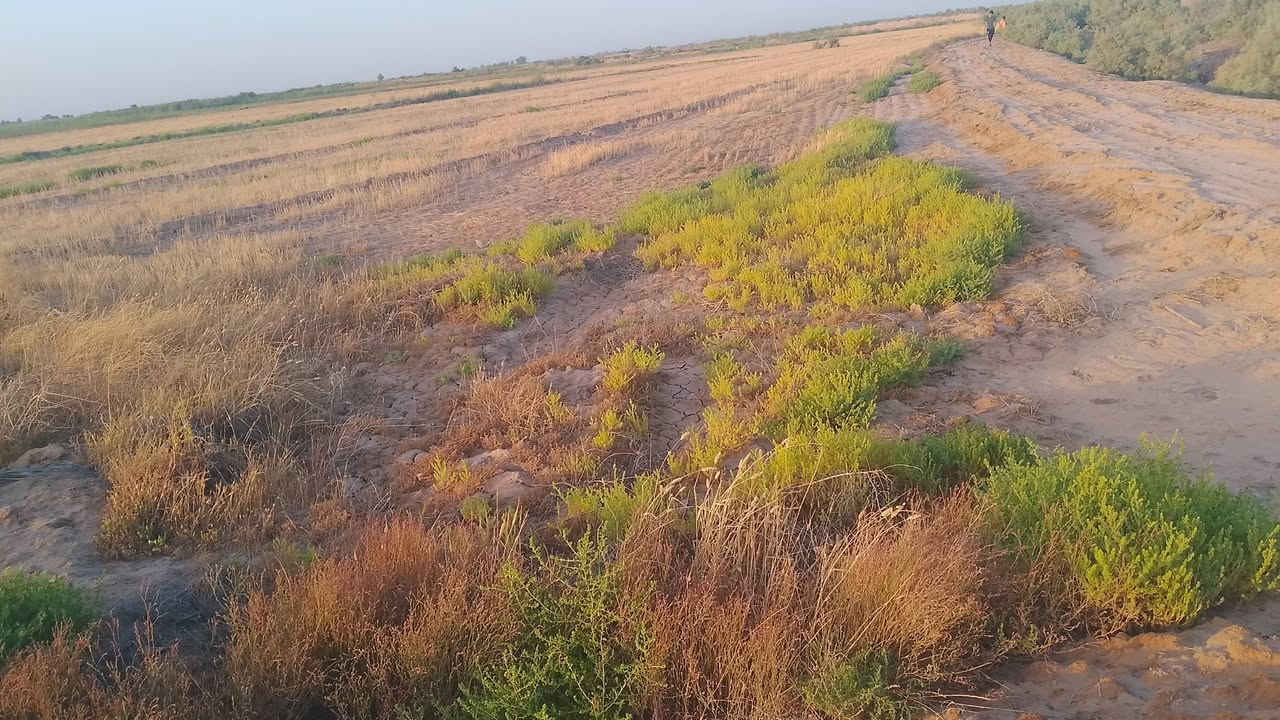 أرض للبيع دونم ونص سند 25 السنيه السعر 20 وبيها مجال قليل باقي التفاصيل بالمقطع وهذا رقمي ***********

