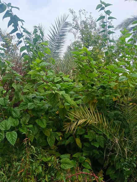 تكي ألماني الاحجام متر ونص ولغاية 3 متر السعر جمله مفرد 5000 العنوان كربلاء قضاء الحسينيه منطقة الابراهيميه جميع الاشجار مزروعه داخل سندان يوجد توصيل للكميات ***********
