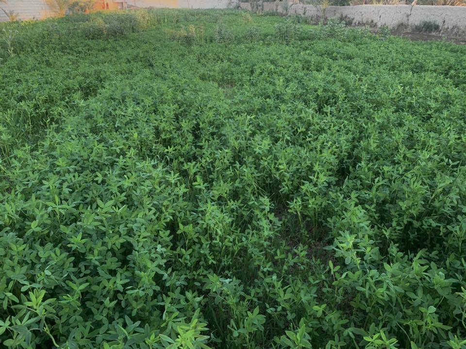 بلروز يمام عسكر 200سعر***********
