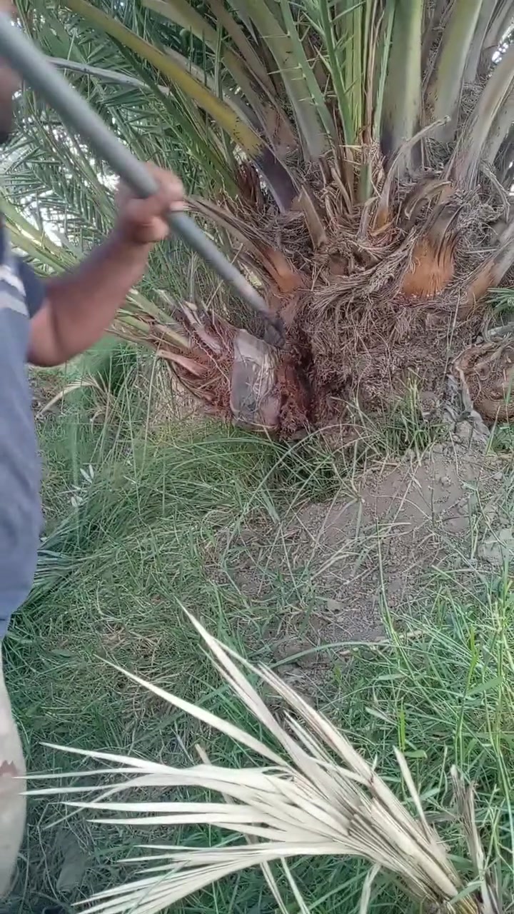 السلام عليكم ورحمة الله وبركاته
يتوفر فسائل شويثي اصفر ب٦ مع القلع
ويتوفر فسائل شكر وخضراوي وزهدي وديري ب٤ مع القلع
ويتوفر فسائل بلكات مجذر وقلع
ويتوفر فسائل عمراني
اليريد يجي خاص اويتصل ***********
ويتوفر توصيل لكافه محافظات العراق
ونتعهد بالصنف لحين الاثمار
ويتوفر وصل ضمان بالصنف تضمن بيه حقك
