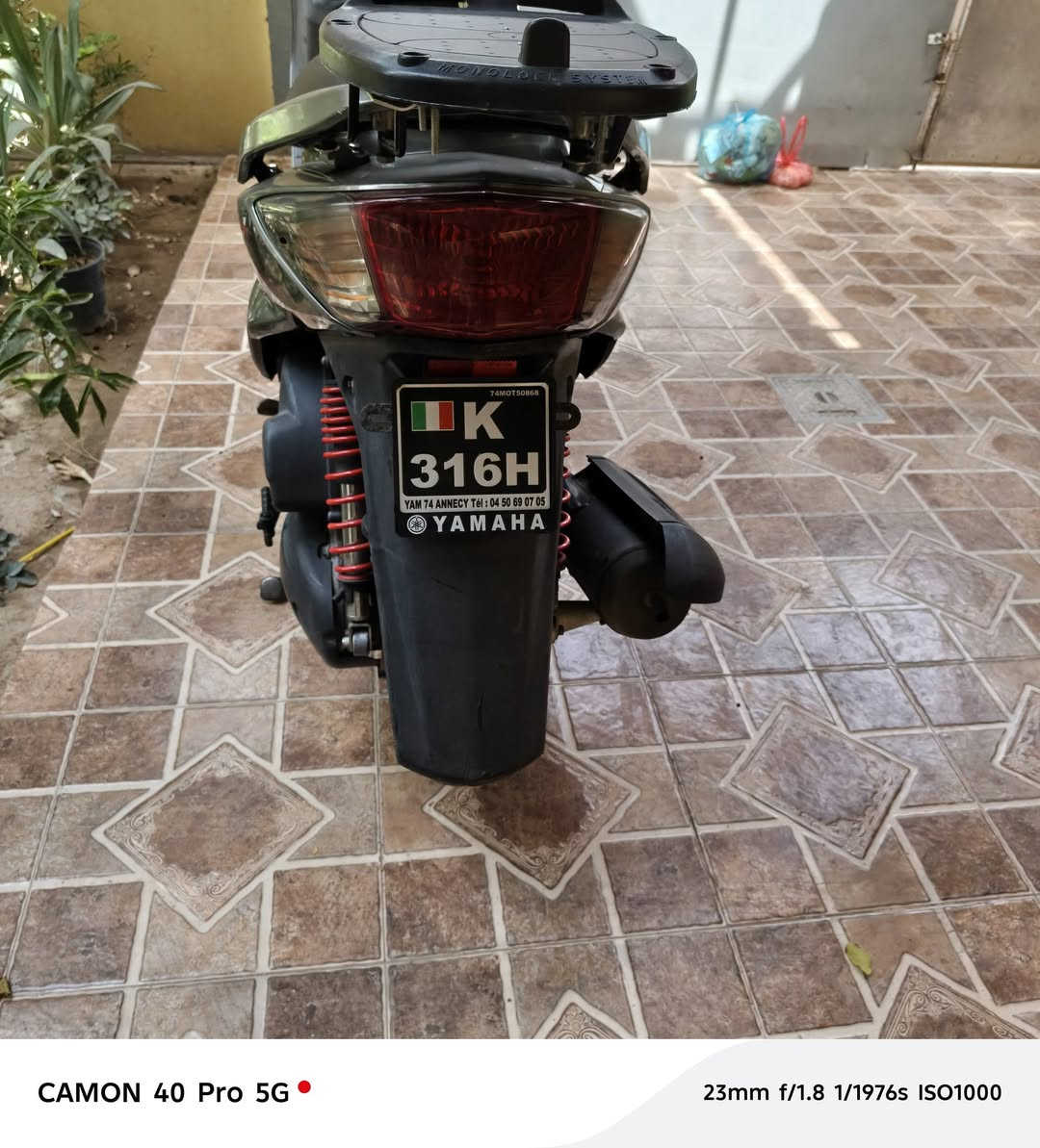 سكنس فحل للبيع بلادية مكفولة من الطول للطول السعر  950رقم ***********
