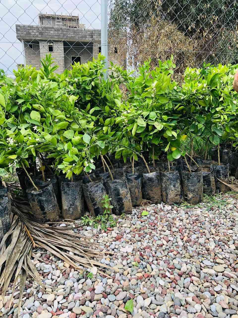 يوجد أشجار كافة الحمضيات ليمون +برتقال +يوسفي+برتقال بصراوي الاسعار من 3000الى 1250
العنوان قرية الذيبانية نعتذر عن الحجز والدين ***********
