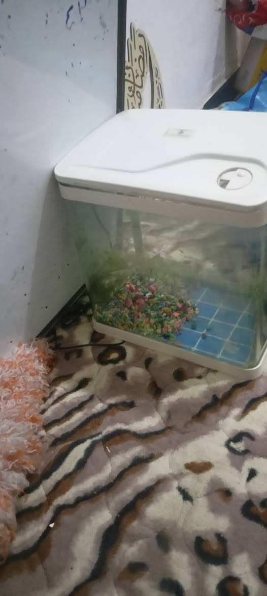 حوض بلاستك مستعمل نضيف حجم شبر شويه مال سمك 🐟 زينه مع اناره سعره 20مع حصو حي جهاد مدخل مخابرات


**إذا كنت صاحب هذا الإعلان وتريد حذفه لأي سبب، رجاءا أرسل رسالة إلى الدعم الفني**