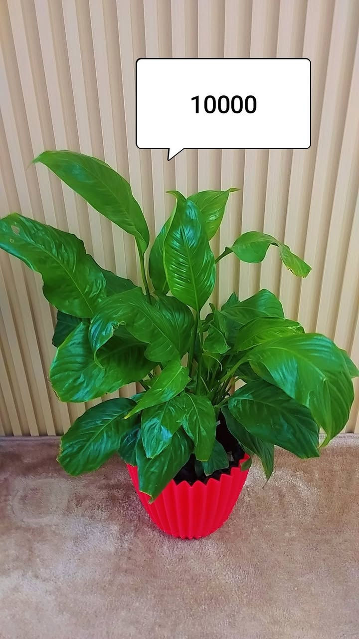 للبيع


**إذا كنت صاحب هذا الإعلان وتريد حذفه لأي سبب، رجاءا أرسل رسالة إلى الدعم الفني**