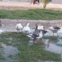 بطوط • عربيات • عربيات بطوط • زوج عربيات • زوج بطوط
