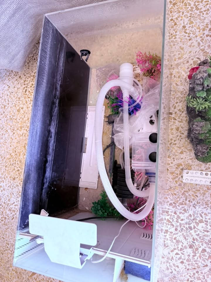 حوض اسماء نوع سامب يعني مايحتاج تنظيف ابد هو فلتر وهو حوض مع كامل الملحقات والاكسسوارات السعر200 وبي مجال 

***********
