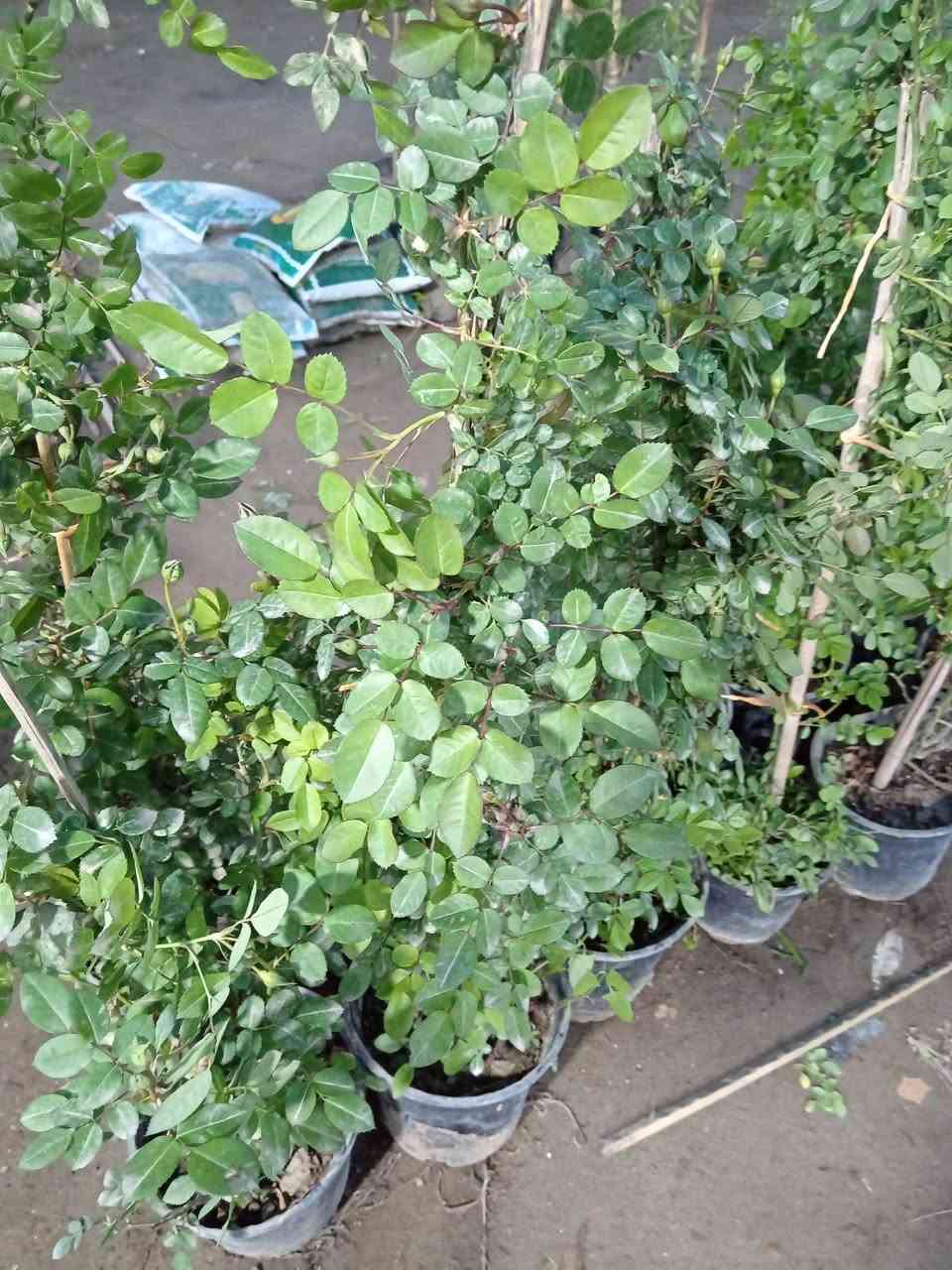 بسم الله ♥

متوفر في مشتل ابوبكر 

نسرين متسلق عراقي وليس ايراني 
ارتفاع #متر_الى_متر_ونص
الاوان 
#احمر
#ابيض
#وردي 

السعر 5.000 الاف فقط 😍

#العنوان_القائم_حصيبة 
شارع ابو رندة القديم شارع صيدلية النبع مقابل قرطاسية ديار الأمل 

الإتصال ***********
