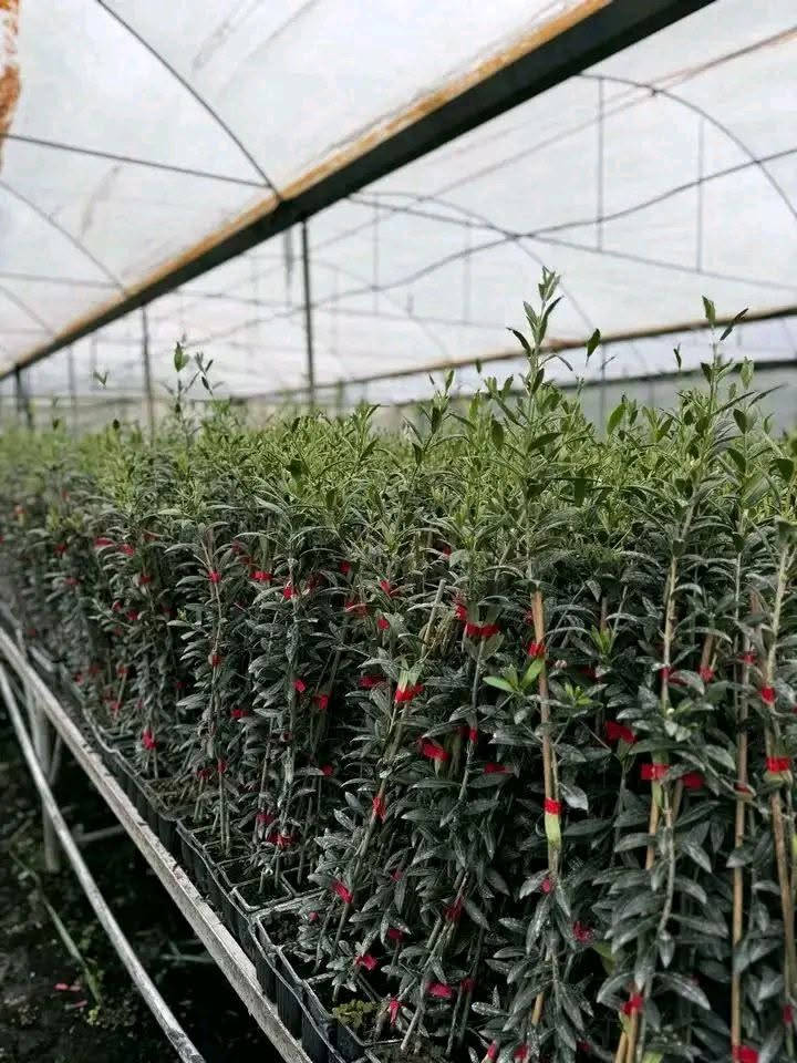 🌸نعلن بدء موسم الحجز على غراس الزيتون
التسليم ١٥ /١١ 
💮زيتون قزمي أنسجة مستورد
اربيكانا اسباني 
كورناكي يوناني 
العمر سنة
التسليم نفس الصورة تماما
نسبة الزيت 35ل40%
مكفول بجميع الطرق
الكفالة عقد محكمة
كفالة وجود كيس قطني عند الجذور
البيع جملة فقط
للتواصل واتس 0994871517


**إذا كنت صاحب هذا الإعلان وتريد حذفه لأي سبب، رجاءا أرسل رسالة إلى الدعم الفني**