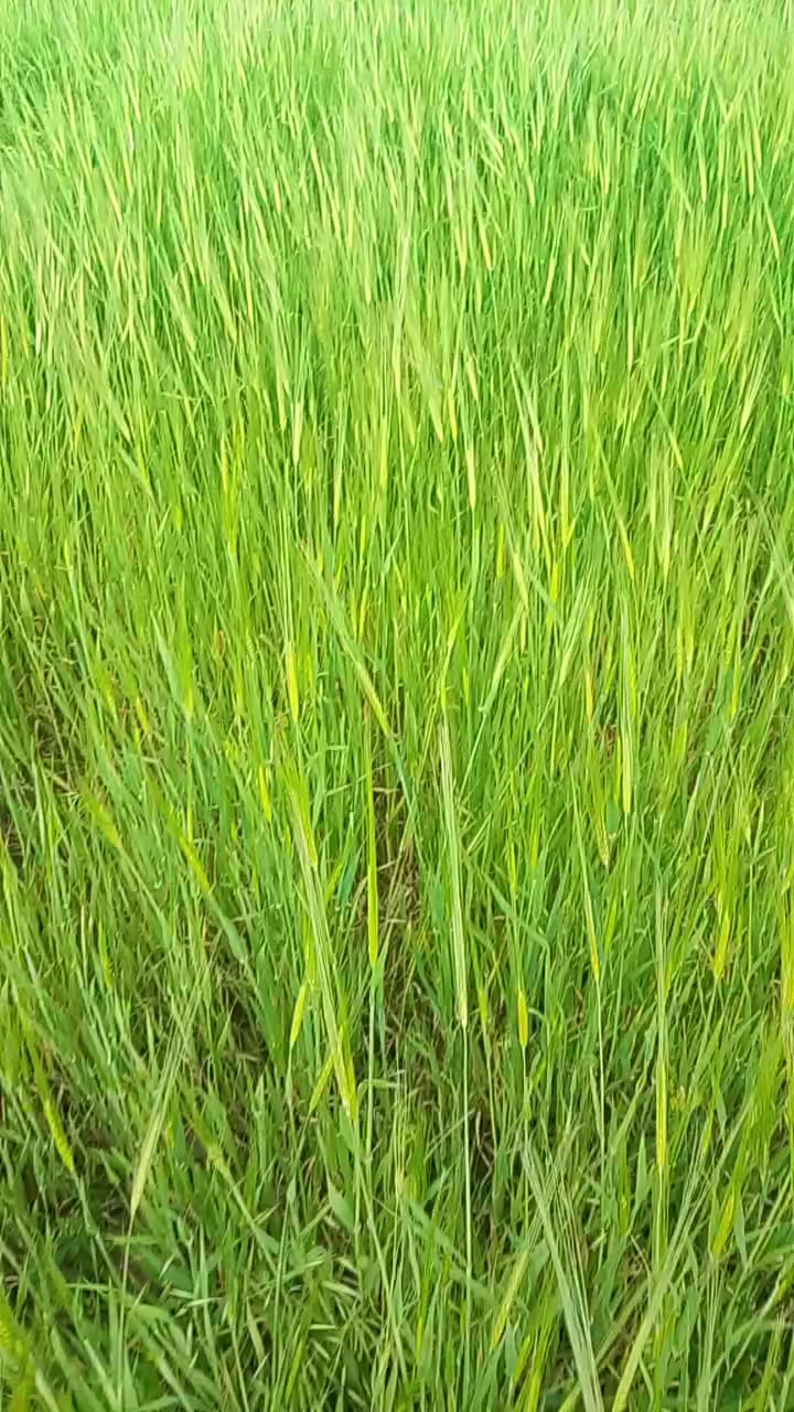 زرع اللبيع 11 دونم قرية الصوالح قرب الشط صوالح الاتصال على الرقم ***********
