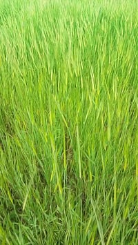 أرض زراعية • ١١ دونم • قرية الصوالح