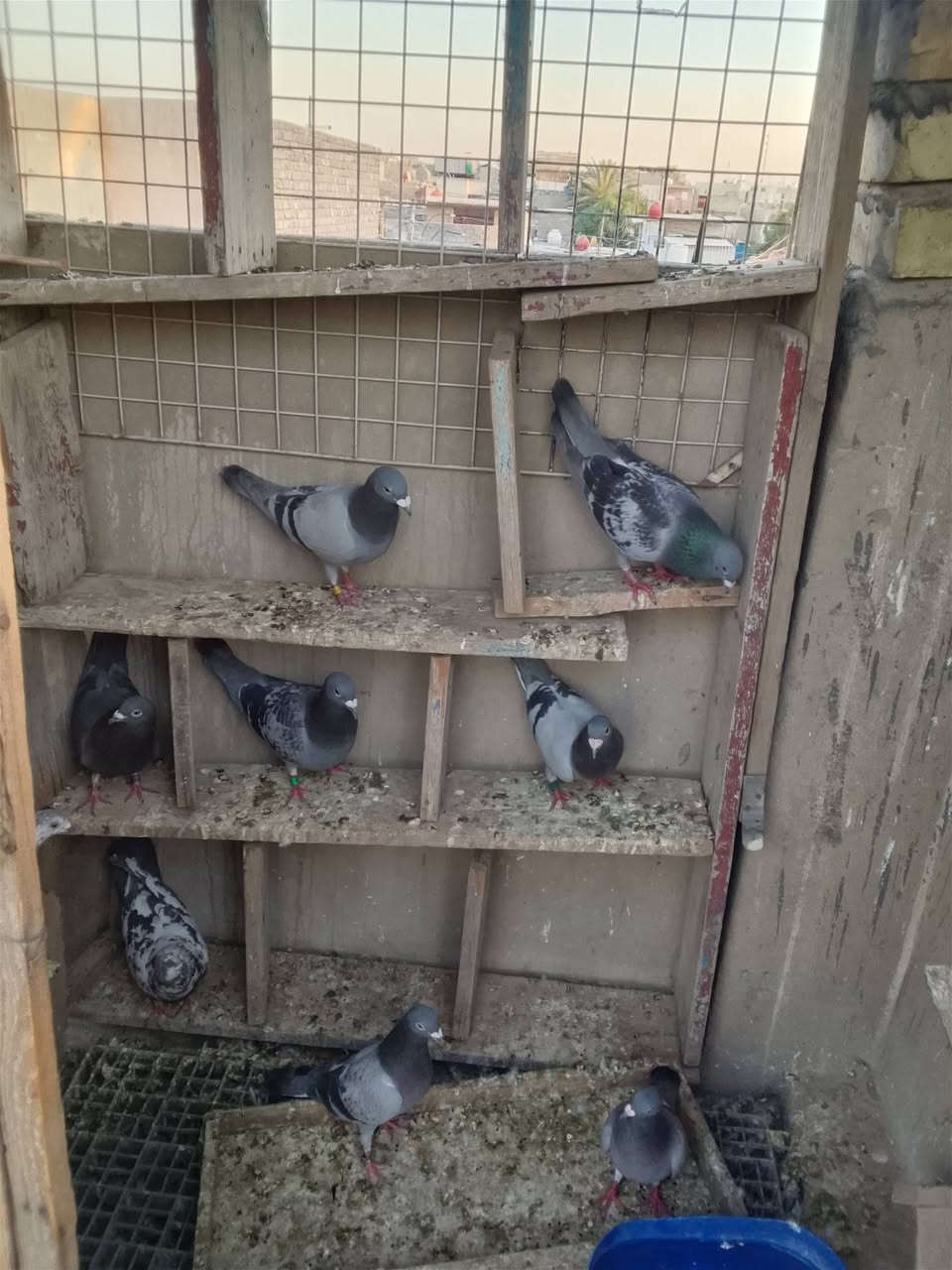 متاح زواجل العدد 9 طيور كلهة انتاج فول وطيور قوية الزوج ب10وبيهن مجال للتواصل ***********

