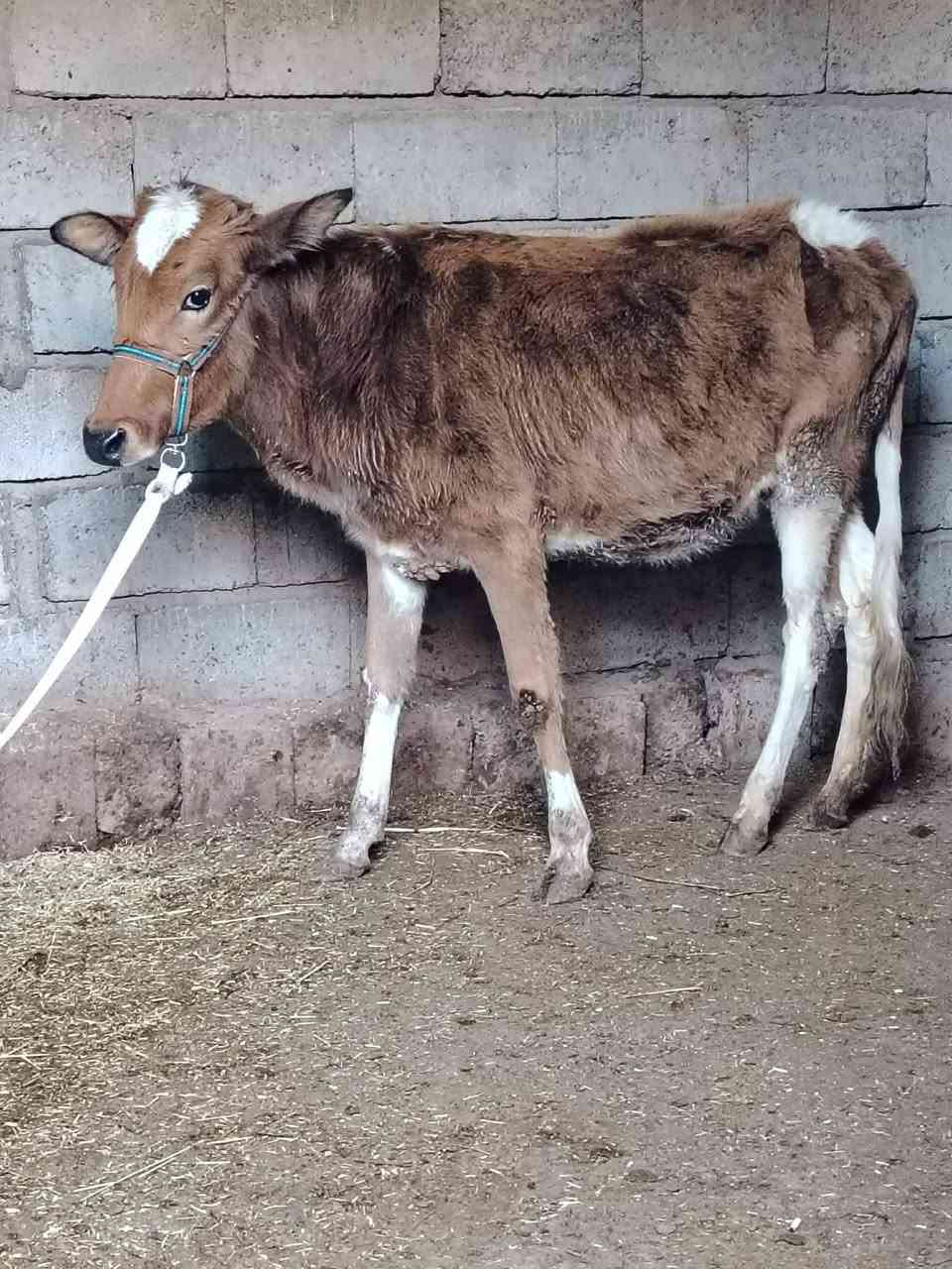 السلام عليكم
للبيع حوليه جنس هولنديه عمرها 11 شهر وشرط النصاحه السعر 880 وبيها مجال قليل الاستفسار الاتصال على الرقم *********** // ***********
