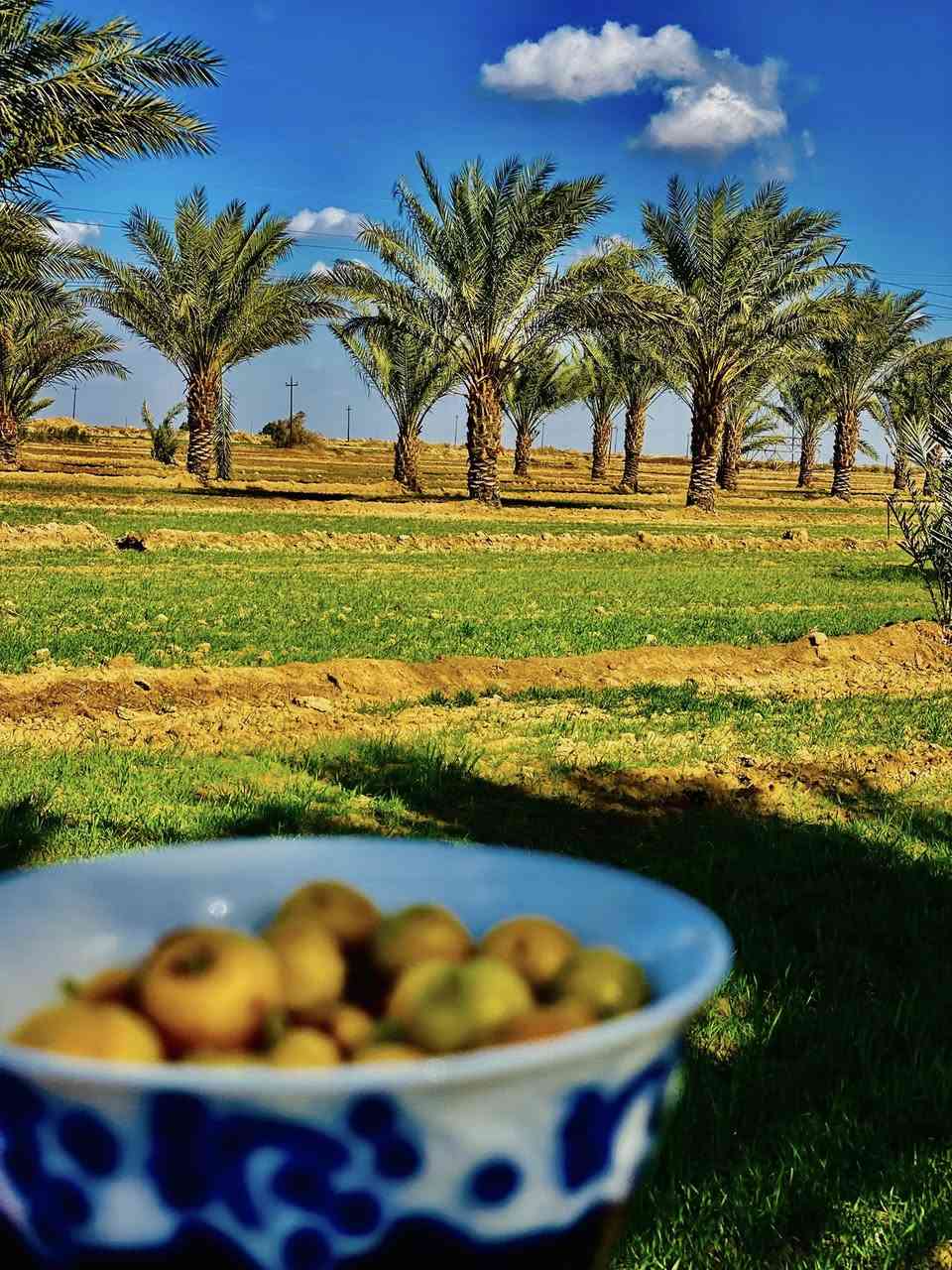 بستان مساحه١٠دونم متوفر ماء وكهرباء وشارع لاستفسار ***********
