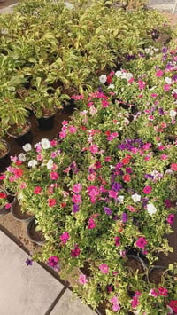 البلديات • شارع زهور • قرب الامن العامة