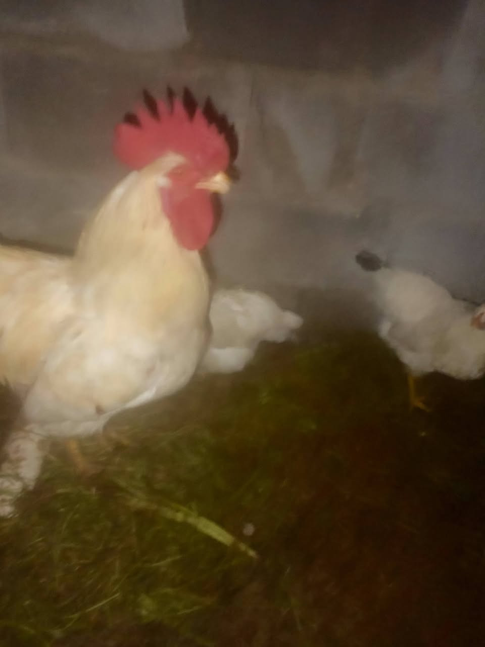 السلام عليكم  ديج عرب لبيع سعر 15 محاويل حي ابو سديره


**إذا كنت صاحب هذا الإعلان وتريد حذفه لأي سبب، رجاءا أرسل رسالة إلى الدعم الفني**