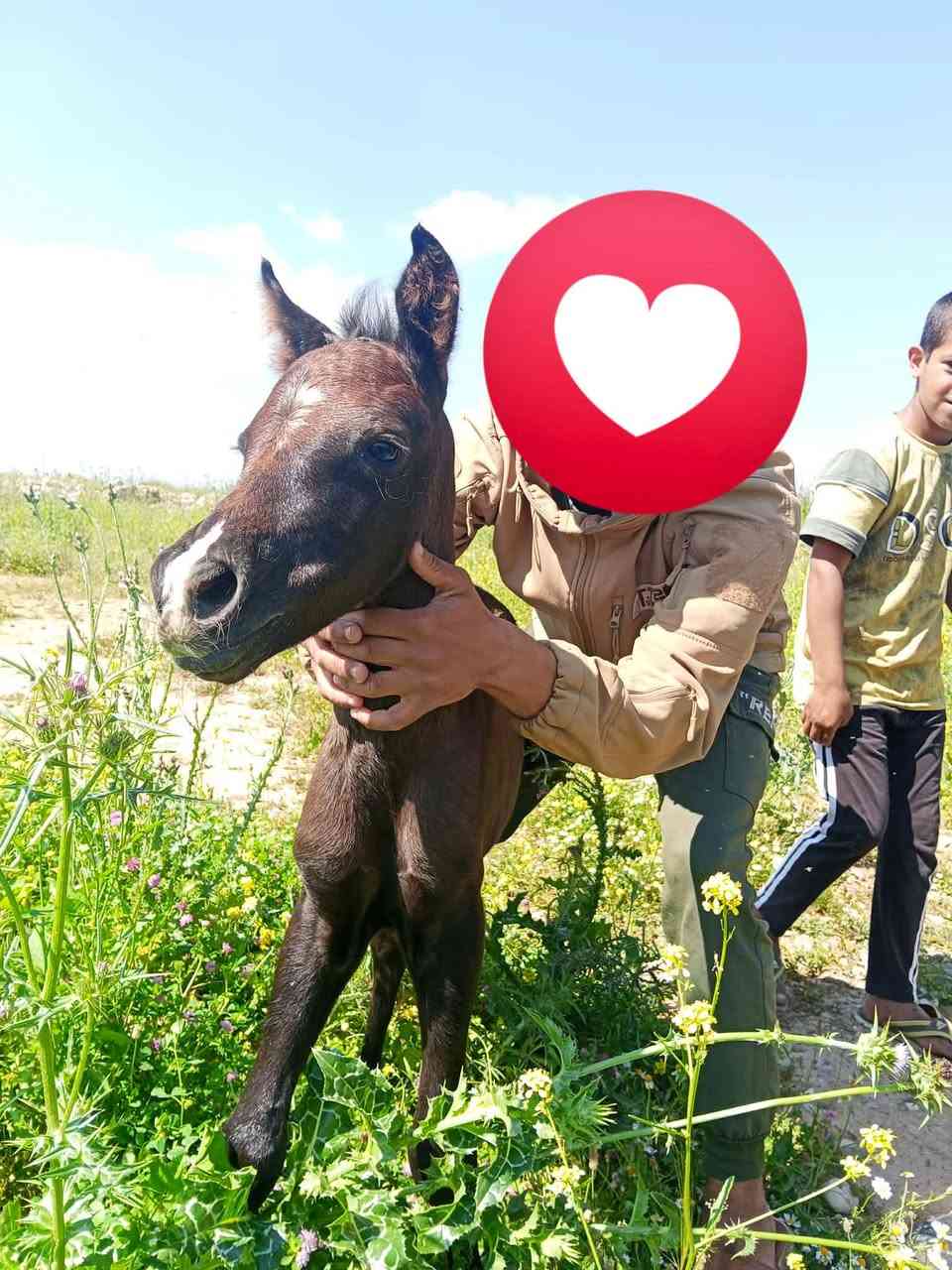 السلام عليكم فلو اصيل العمر ثلاث اشهر السعر مناسب 400الف الصور لوه اول يوم نولد المقطع جديد امه شكره ***********
