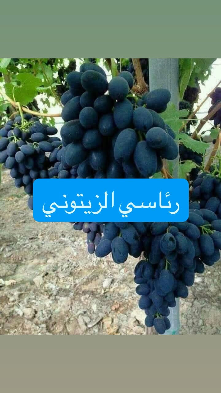 على بركه الله 
توفرت اقلام  عنب 

حلواني 

شده بلداوي

رئاسي او الزيتوني

سعر 1000قلم 60الف

سعر 500 قلم 35الف

سعر 250قلم 25الف

سعر 100قلم 15الف

هسه تكدرون تزرعون شمسي ما حاجه للنايلون 
سعر التوصيل 5الاف لجميع المحافظات

الموقع صلاح الدين قضاء الدجيل


**إذا كنت صاحب هذا الإعلان وتريد حذفه لأي سبب، رجاءا أرسل رسالة إلى الدعم الفني**