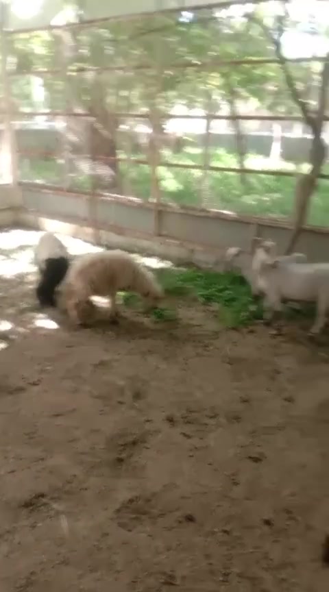 اللبيع كربلاء الحسينيه صلالي ٢ نثايه وفحلهن ***********
